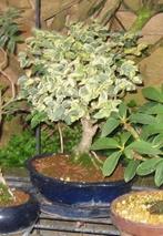 bonsai bontbladige Chinese liguster, Tuin en Terras, Planten | Bomen, Ophalen of Verzenden, Zomer, In pot, Overige soorten