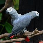 Grijs roodstaart papegaai koppel GEZOCHT, Dieren en Toebehoren, Vogels | Parkieten en Papegaaien, Meerdere dieren, Papegaai
