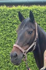 Recreatie paard, Merrie, Recreatiepaard, Gechipt, 11 jaar of ouder
