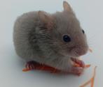 Goudhamsterbaby Avery, Dieren en Toebehoren, Knaagdieren, Hamster, Mannelijk, Tam, September