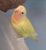 Agapornis Roseicollis dwergpapegaai te koop, Dieren en Toebehoren, Vogels | Parkieten en Papegaaien, Geslacht onbekend, Dwergpapegaai of Agapornis