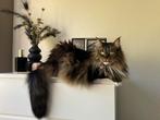 Maine Coon, Dieren en Toebehoren, Poes, Gechipt, 6 jaar of ouder