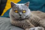 OUDERE DAME ZOEKT LIEVE BRITSE KORTHAAR KATER ( GEZOCHT ), Kater, 0 tot 2 jaar
