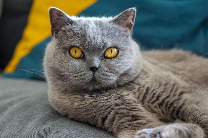 OUDERE DAME ZOEKT LIEVE BRITSE KORTHAAR KATER ( GEZOCHT ), Dieren en Toebehoren, Katten en Kittens | Raskatten | Korthaar, Kater