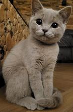 Britse korthaar kitten lilac, Dieren en Toebehoren, Katten en Kittens | Raskatten | Korthaar, Poes, Ontwormd, 0 tot 2 jaar