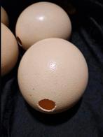 Struisvogel eieren, Ophalen of Verzenden, Zo goed als nieuw