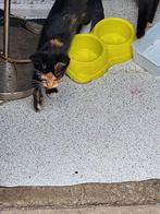 Kitten 4maand oud:, Dieren en Toebehoren, Katten en Kittens | Raskatten | Korthaar, 0 tot 2 jaar, Met stamboom, Poes