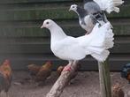 Pauwstaart duiven duiventil duif, Dieren en Toebehoren, Meerdere dieren