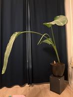 Bananenplant in pot, Huis en Inrichting, Kamerplanten, Verzenden, Fruitplant, Halfschaduw, In pot