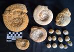 Verzameling fossielen o.a. 4 Ammonieten en 12 Brachiopoden, Ophalen of Verzenden, Fossiel