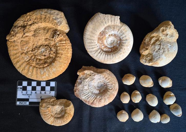 Verzameling fossielen o.a. 4 Ammonieten en 12 Brachiopoden, Verzamelen, Mineralen en Fossielen, Fossiel, Ophalen of Verzenden