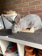 Mooie duitse reus Chincilla ram, Dieren en Toebehoren, Konijnen, Mannelijk, Groot