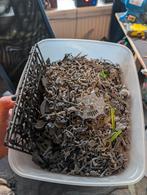 Grote doos warhammer fantasy bits, Hobby en Vrije tijd, Wargaming, Ophalen of Verzenden, Warhammer