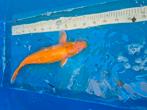 Karashigoi, Dieren en Toebehoren, Vissen | Vijvervissen, Karper of Koi