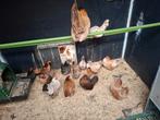 Serama, Dieren en Toebehoren, Pluimvee, Meerdere dieren, Kip