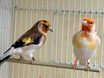 Putters, Dieren en Toebehoren, Vogels | Overige Vogels, Meerdere dieren, Wildzangvogel