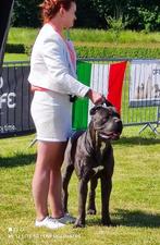 Cane corso dekreu met stamboom HD/A ED/0 DSRA Vrij, Rabiës (hondsdolheid), Reu, Eén hond, 3 tot 5 jaar