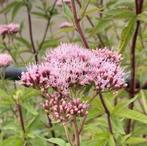 Koninginnekruid - inheems - NU 1+1 GRATIS, Ophalen of Verzenden, Volle zon