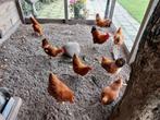 New Hampshire kriel hennetjes en haan, Dieren en Toebehoren, Pluimvee, Meerdere dieren, Kip