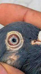Pakistanse hoogvliegers (GOLDEN), Meerdere dieren, Postduif