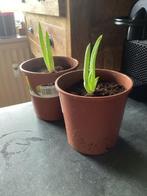 Aloë Vera Stekken - Makkelijk te verzorgen!, Tuin en Terras, Overige soorten, Volle zon, Vaste plant, Ophalen of Verzenden