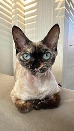 Goed en geduldig huis gezocht voor Devon Rex poes, Dieren en Toebehoren, Katten en Kittens | Raskatten | Korthaar, Poes