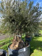 TE KOOP oude olijfboom stoere robuuste stam NR.2023006, Tuin en Terras, Planten | Bomen, Olijfboom, Zomer, Volle zon, Ophalen