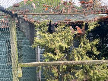 Chabo hennen porselein en zwart beschikbaar voor biedingen