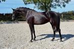 Talentvol jong paard!, Dieren en Toebehoren, Paarden, Merrie, B, Gechipt, Dressuurpaard