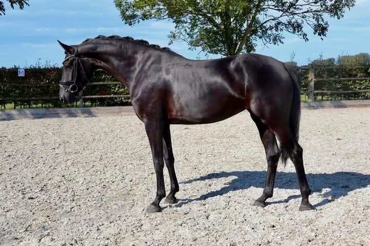 Talentvolle 4 jarige zwarte merrie!, Dieren en Toebehoren, Paarden, Merrie, B, 160 tot 165 cm, 3 tot 6 jaar, Dressuurpaard, Met stamboom