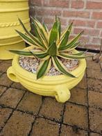 Agave Tricolore, Ophalen, Bloeit niet, Overige soorten, Volle zon