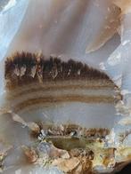 Dendrietenagaat ca 3 kg, Ophalen of Verzenden