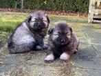 Wolfskees pups, keeshond, wolfsgrauw reutjes!!🩵, Parvo, Keeshond, 8 tot 15 weken, Meerdere