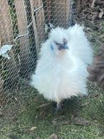 2 Gratis zijdehoenders hennetjes, Dieren en Toebehoren, Pluimvee, Vrouwelijk, Kip