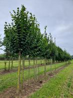 Zomer linde | Tilia platyphyllos 'Örebro', Tuin en Terras, Planten | Bomen, Zomer, Overige soorten, Volle zon, Ophalen