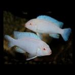 Pseudotropheus socolofi albino Malawi Cichliden Mbuna, Vis, Zoetwatervis, Schoolvis
