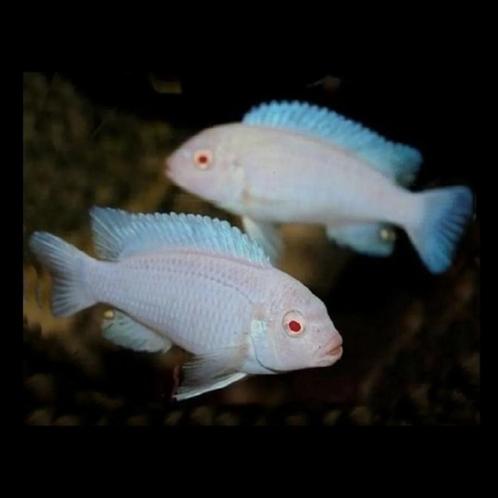Pseudotropheus socolofi albino Malawi Cichliden Mbuna, Dieren en Toebehoren, Vissen | Aquariumvissen, Zoetwatervis, Vis, Schoolvis