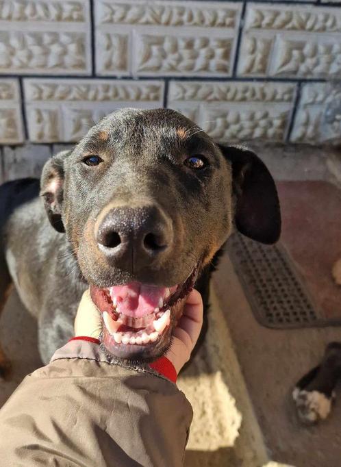 Knappe Malik zoekt een leuk baasje, Dieren en Toebehoren, Honden | Niet-rashonden, Middel, Reu, Particulier, Eén hond, Buitenland