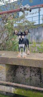 kruising tussen een chihuahua en ceasarhondje, Dieren en Toebehoren, Honden | Chihuahua's en Gezelschapshonden, Particulier, Rabiës (hondsdolheid)