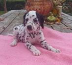 Prachtige dalmatier pups, Dieren en Toebehoren, Rabiës (hondsdolheid), Overige rassen, 8 tot 15 weken, Meerdere