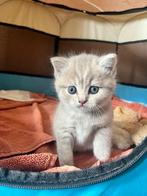 Britse Korthaar 🐈‍⬛ , alle kittens zijn gereserveerd, Ontwormd, Meerdere dieren, 0 tot 2 jaar