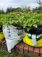 Aardappels gekweekt in zak (per zak 5 kg), Diversen, Levensmiddelen, Ophalen