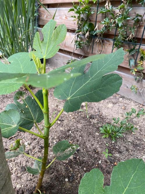 Vijgenboom vijgenstekje, Tuin en Terras, Planten | Fruitbomen, Vijgenboom, Ophalen