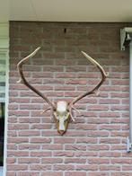 Mooi Groot Edelhert Gewei Echte Schedel Jacht Mancave c89, Ophalen, Gebruikt, Hert, Gewei of Kop