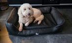 Knuffelwuff orthopedisch hondenbed, Dieren en Toebehoren, Ophalen, Nieuw