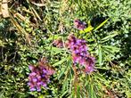 Ijzerhard verbena,  vlinder plant,  zaait zichzelf, Tuin en Terras, Planten | Tuinplanten, Ophalen, Zomer, Overige soorten, Volle zon