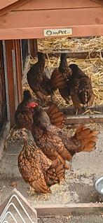 Mooie sebright krielkip, Dieren en Toebehoren, Pluimvee, Meerdere dieren, Kip