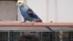 blauwwang parkieten, Dieren en Toebehoren, Meerdere dieren, Parkiet
