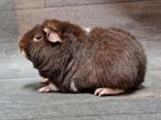 Cavia us-teddy zeugje 1, Dieren en Toebehoren, Cavia, Vrouwelijk, Mei, Tam