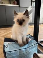 VERWACHT! Siamees- Ragdoll kittens, Meerdere dieren, Gechipt, 0 tot 2 jaar